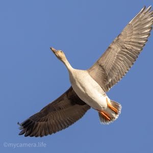 Photograph 1, In Full Glide β Taiga Bean Goose in Fligh