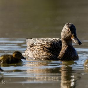 Photograph 2, Morning Watch β Mallard with Ducklings
