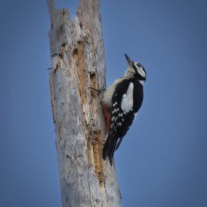 Photograph 3, The Sculptor β Great Spotted Woodpecker on Pine Trunk