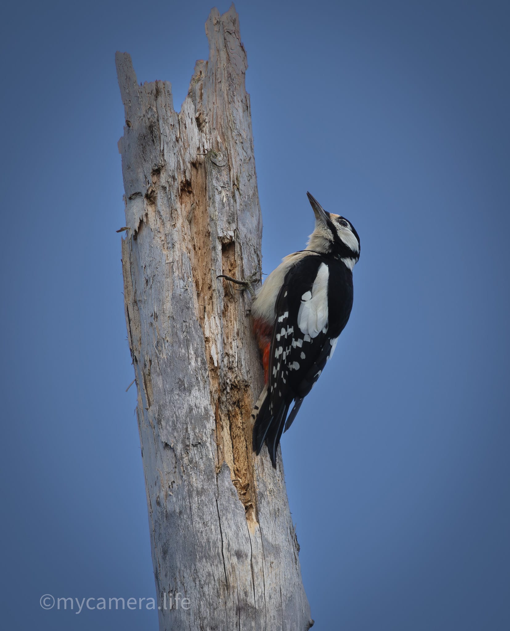 Photograph 3, The Sculptor – Great Spotted Woodpecker on Pine Trunk