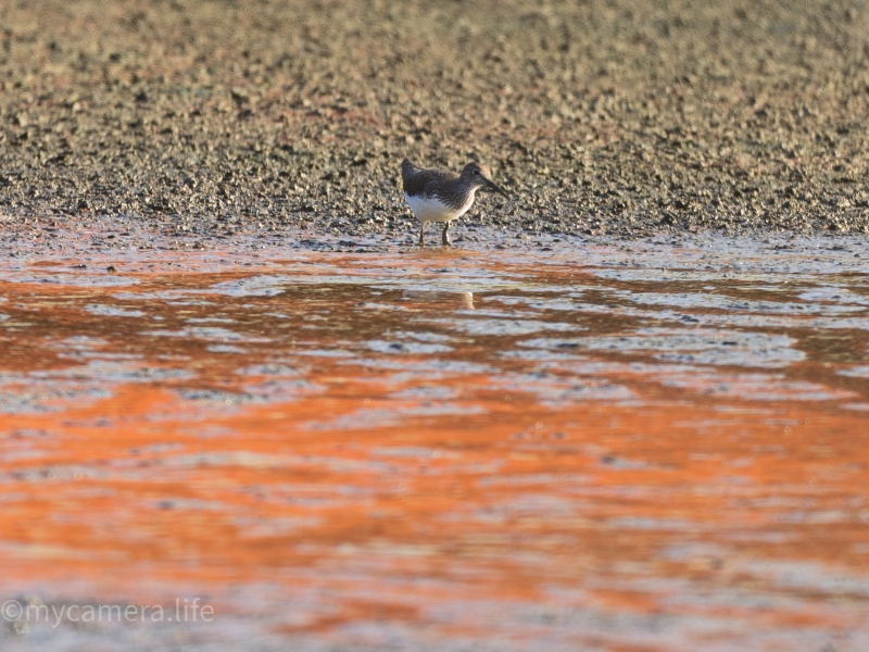 A small sandpiper with brown and white plumage stands in shallow, muddy orange water, looking for food.