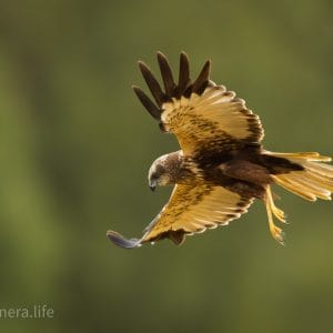 Photograph 4, The Golden Hunter - Western Marsh Harrier in Flight