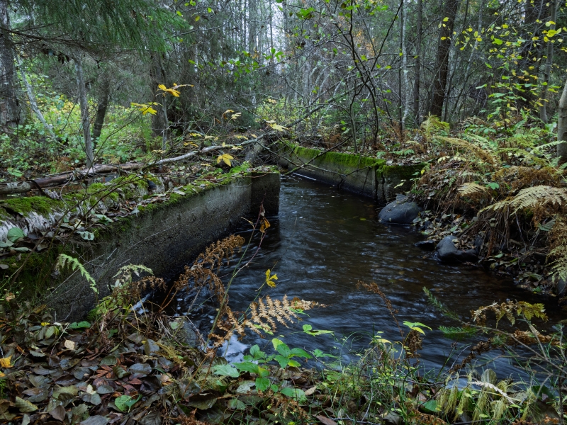 A narrow stream flows between concrete banks covered in moss and fall foliage, surrounded by dense forest