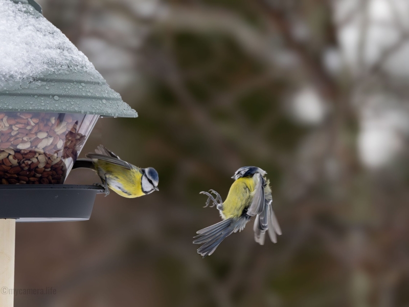 Two blue tits at a bird feeder in winter. One perches to eat seeds; the other flies towards it, wings outstretched.