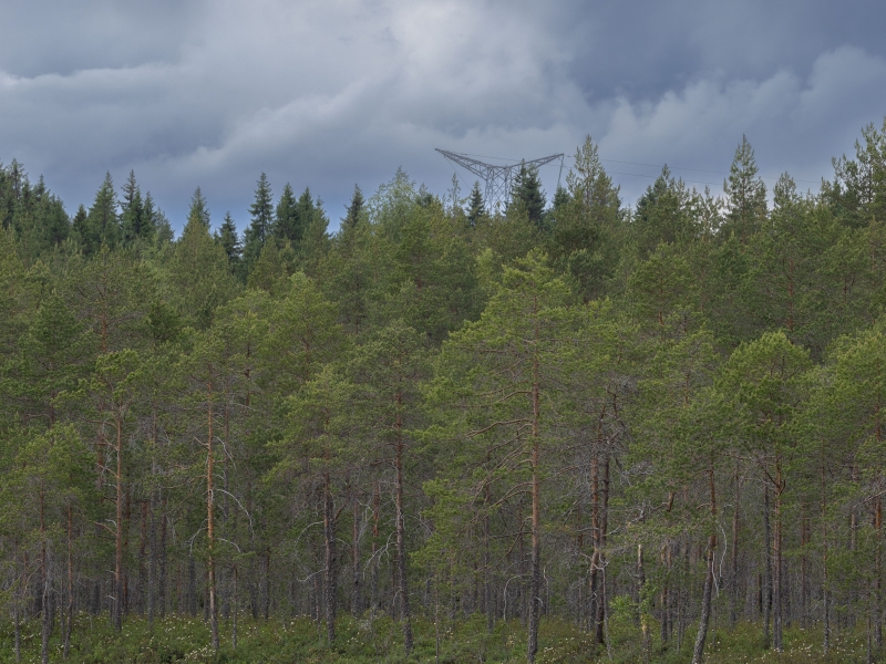 Lush green pine forest and calm lake under a cloudy, overcast sky, with a power line tower visible above the trees.