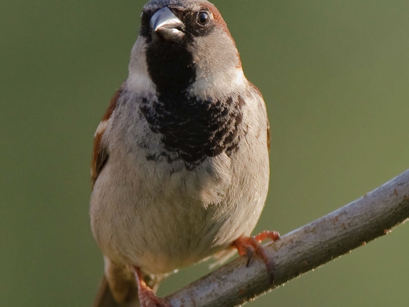 A male House Sparrow perches on a branch, its reddish-brown crown, large black bib, and detailed grey-buff plumage clearly visible.
