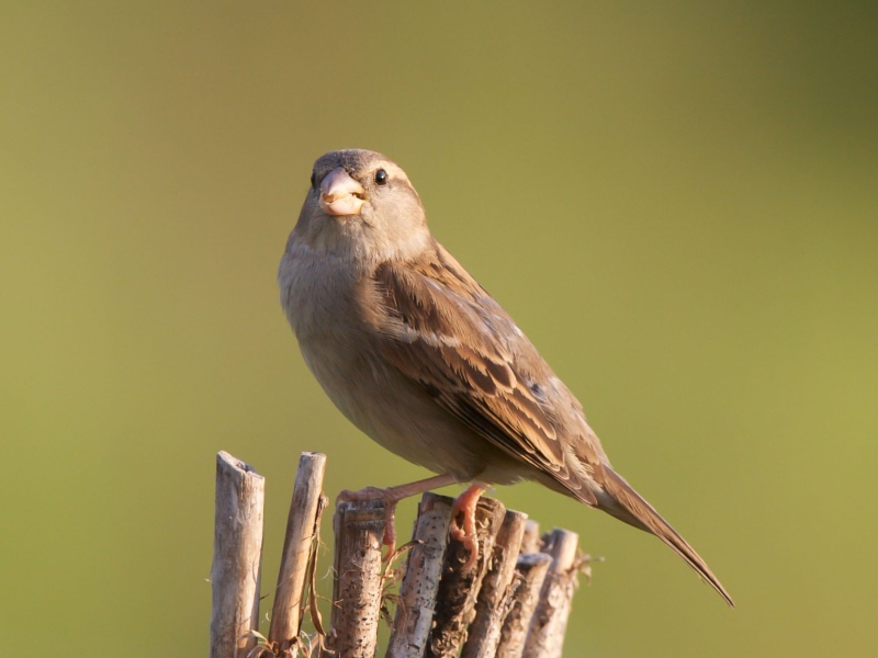 Sparrow perched on a wooden fence post.