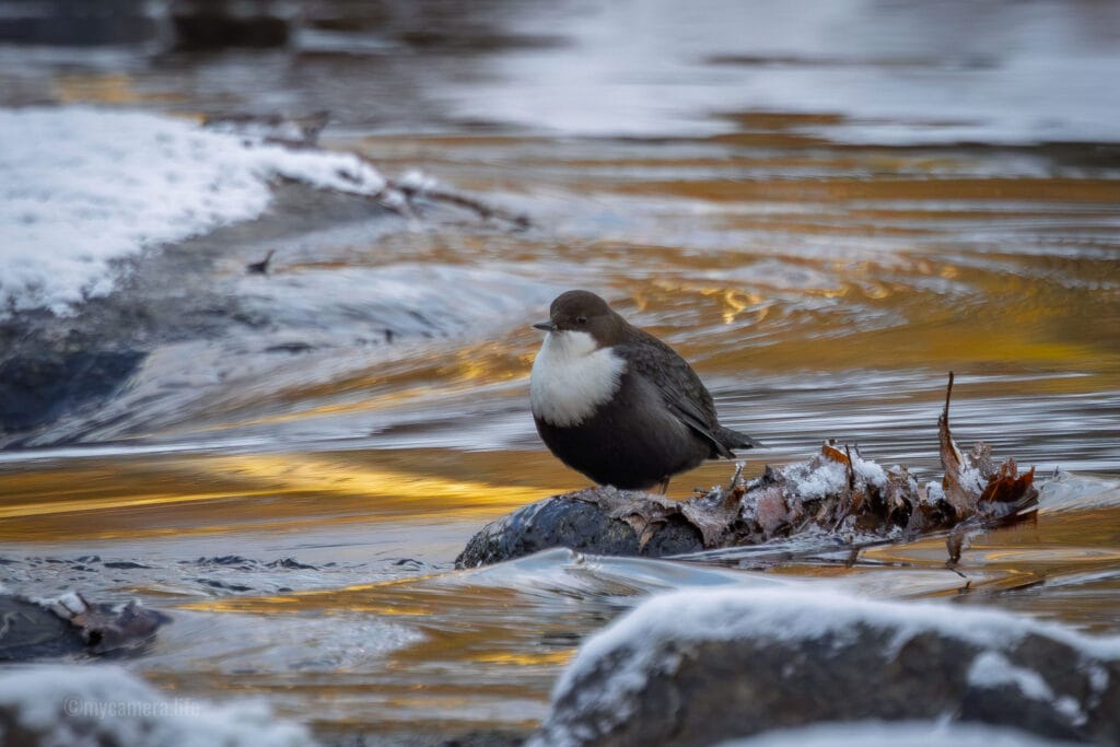 White-throated dipper bird on a snow-dusted rock in a river with golden reflections, winter scene, wildlife