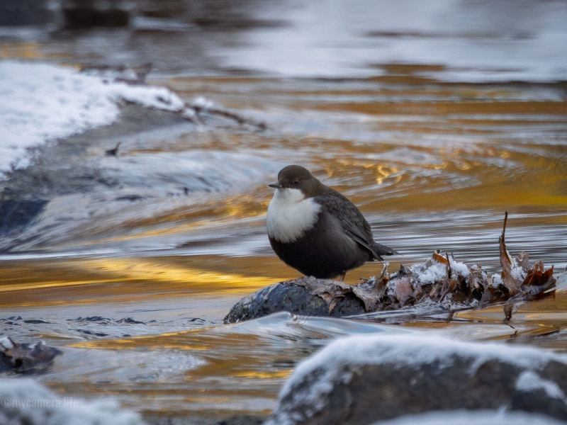 White-throated dipper bird on a snow-dusted rock in a river with golden reflections, winter scene, wildlife