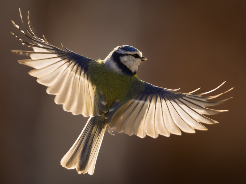 Blue tit bird with outstretched wings in flight
