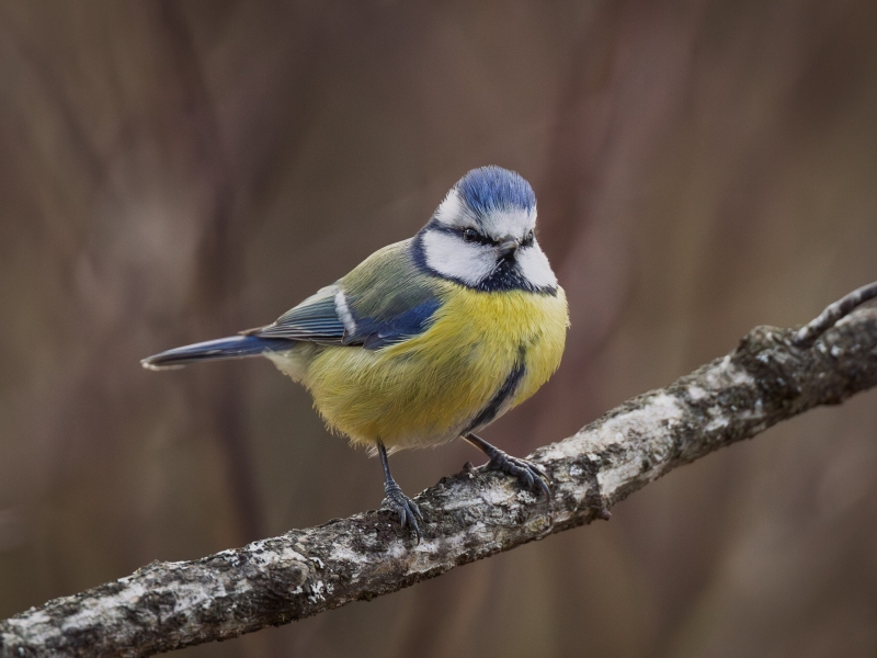 Blue tit bird perched on a branch