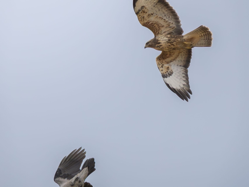 A dynamic view from below of a Hooded Crow and a Common Buzzard interacting in mid-flight against a pale, uniform sky.