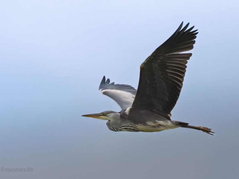 A heron in flight against a clear blue sky.