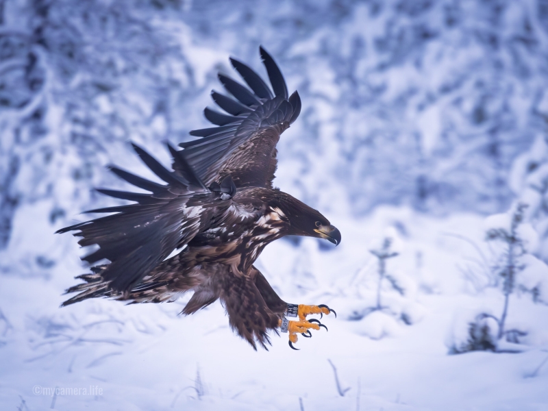 A majestic eagle, with wings spread wide, descends gracefully through a snow-covered forest, showcasing its impressive talons.