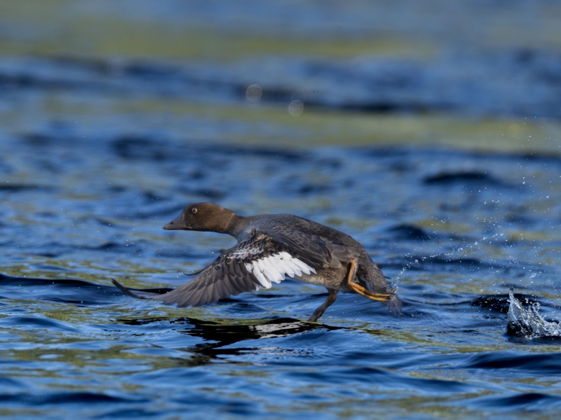 A water bird skimming across a blue lake, wings extended