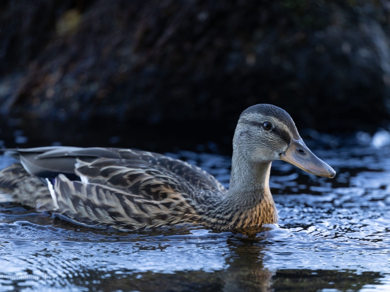 Female mallard duck swimming in a pond