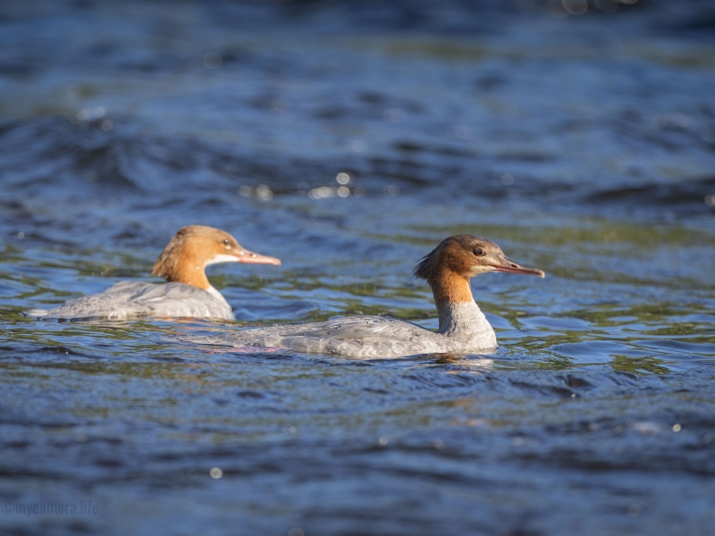 Two common mergansers swimming in a river