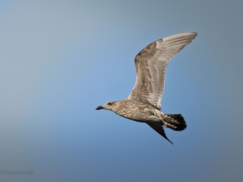 Seagull soaring in clear blue sky
