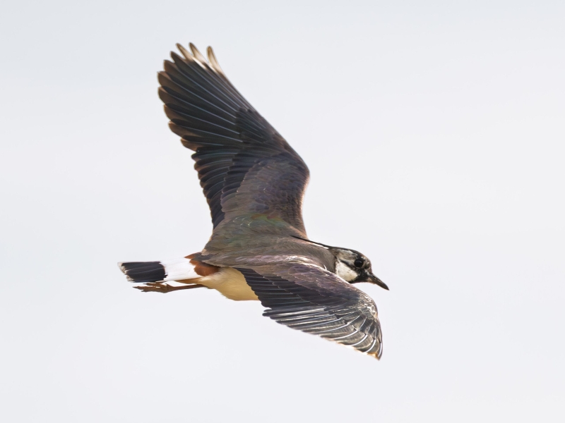 Black and white bird in flight