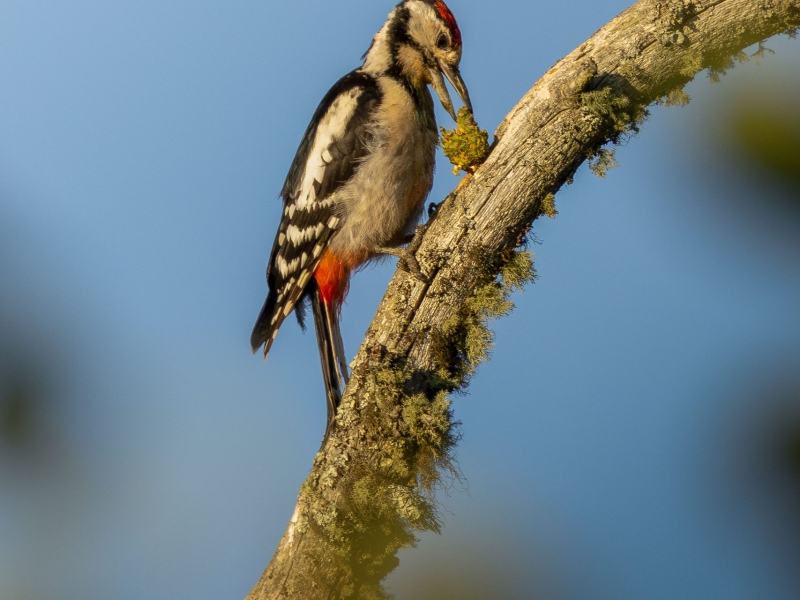 A Great Spotted Woodpecker with a red crown and patch, black and white plumage, perches on a mossy branch against a blue sky, holding a light green seed pod in its beak.