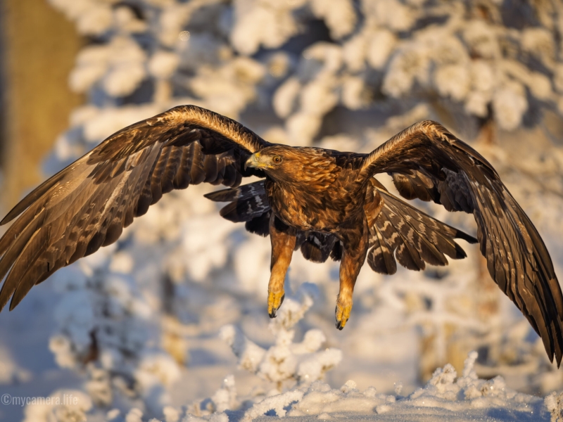 Golden eagle flying over a snowy landscape with wings fully spread out.