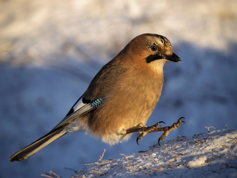 Eurasian jay perched on snow-covered ground