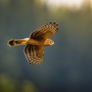 Photograph 5, Silent Hunter of the Light β Hen Harrier