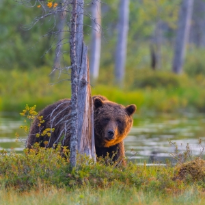 Mammals and Land Wildlife